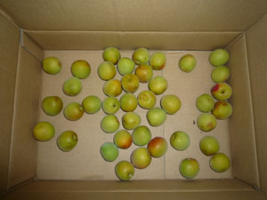 20100623_umeboshi03.jpg